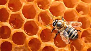 Pčelinji proizvodi i proizvodi od meda